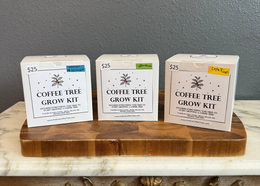 Three coffee tree grow kit boxes included in the Arabica Flight. 